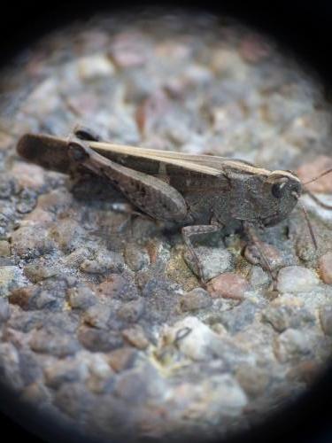 Aiolopus strepens